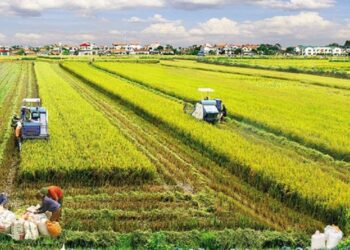 Điều kiện tách thửa đất nông nghiệp tại Bình Phước là gì?