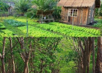 Cách viết đơn xin chuyển mục đích sử dụng đất