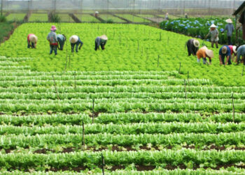 Hạn mức cho thuê đất nông nghiệp