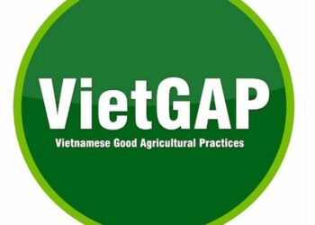 Điều kiện để được cấp giấy chứng nhận VietGap