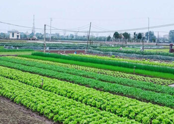 Đất nông nghiệp sử dụng vào mục đích công ích là gì?