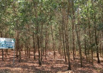 điều kiện tách thửa đất rừng sản xuất