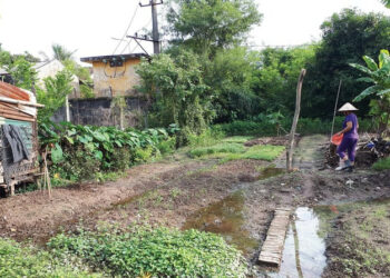 Đất nông nghiệp xen kẹt trong khu dân cư