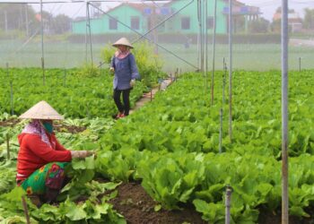 Loại đất nông nghiệp nào được lên thổ cư?