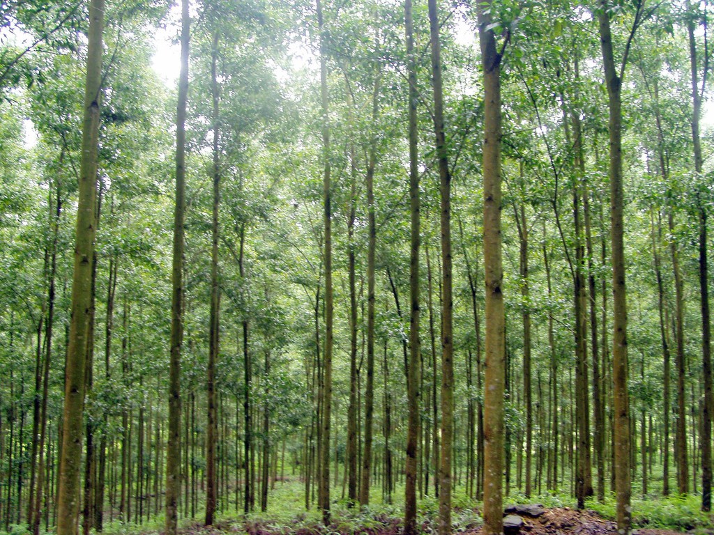 Hạn mức nhận chuyển nhượng đất rừng sản xuất hiện nay