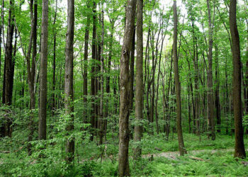 Hạn mức nhận chuyển nhượng đất rừng sản xuất hiện nay