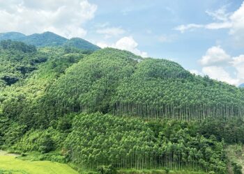 Sử dụng đất rừng phòng hộ