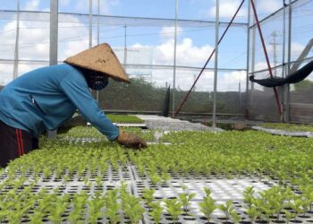 Điều kiện thành lập hợp tác xã nông nghiệp