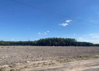 Đất phủ hồng có lên thổ cư được không