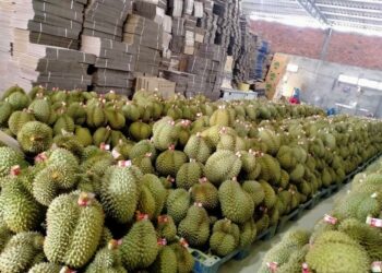 Mẫu hợp đồng xuất khẩu trái cây